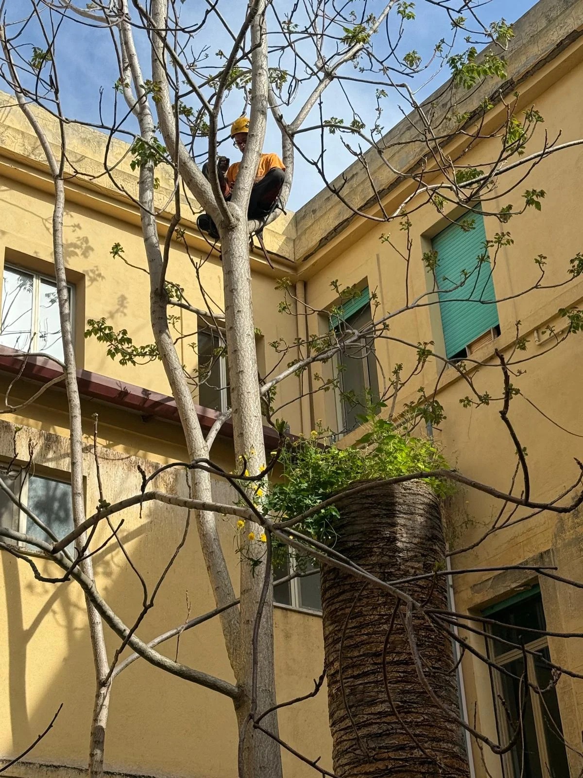Tree climbing, fotografia 3