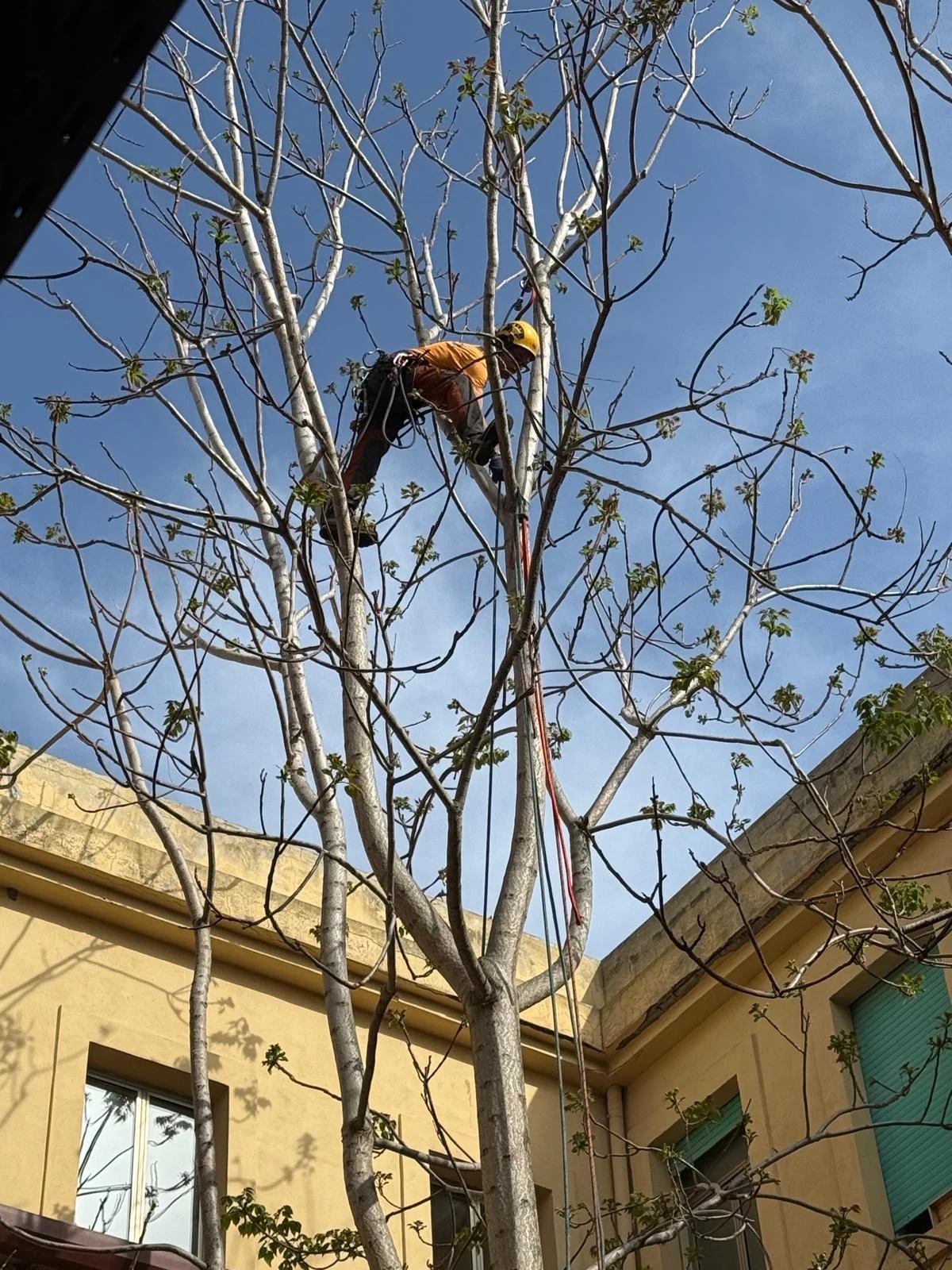 Tree climbing, fotografia 4
