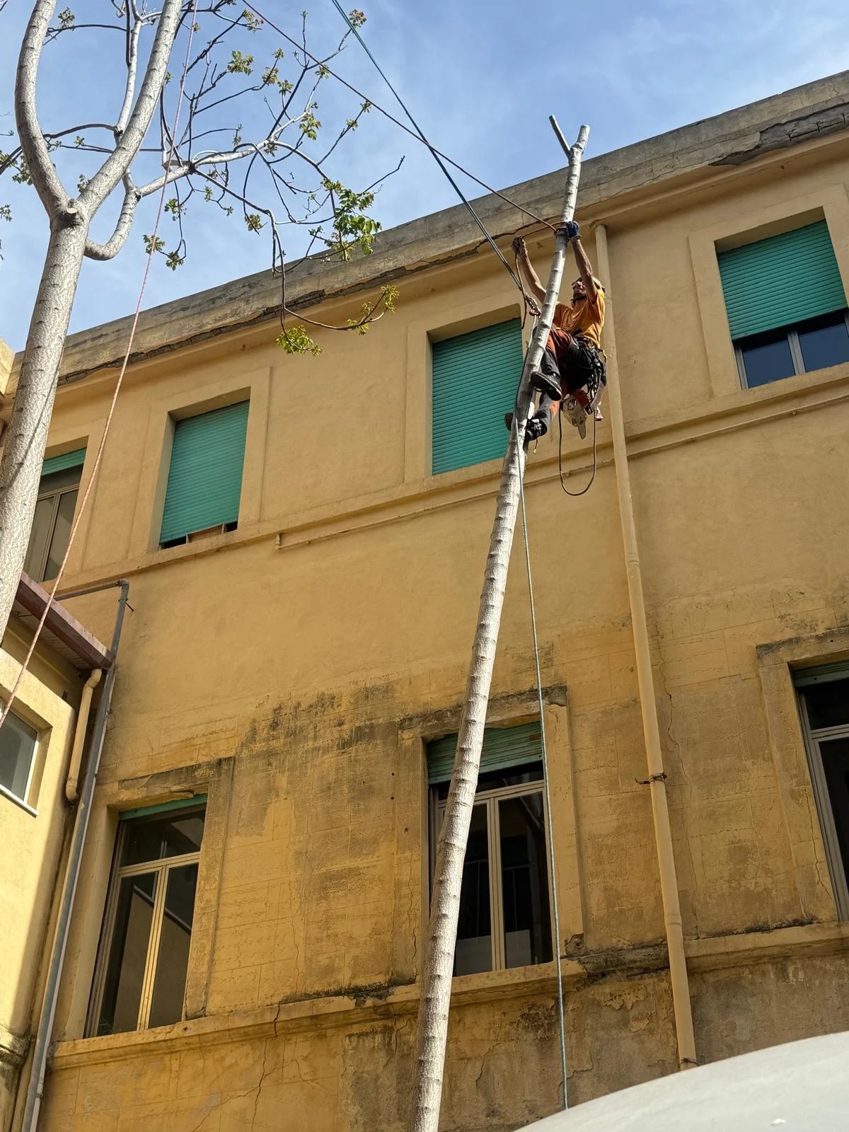 Tree climbing, fotografia 5