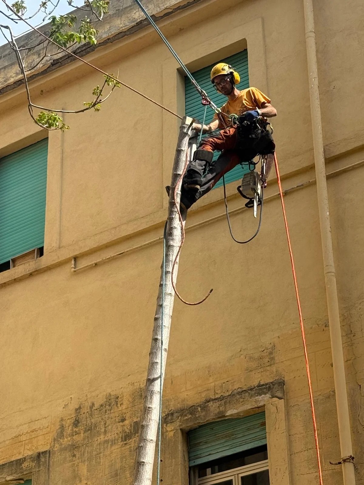 Verde & tree climbing
