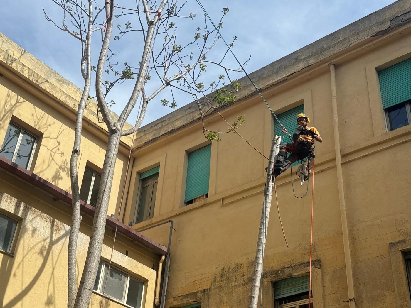 Tree climbing, fotografia 7