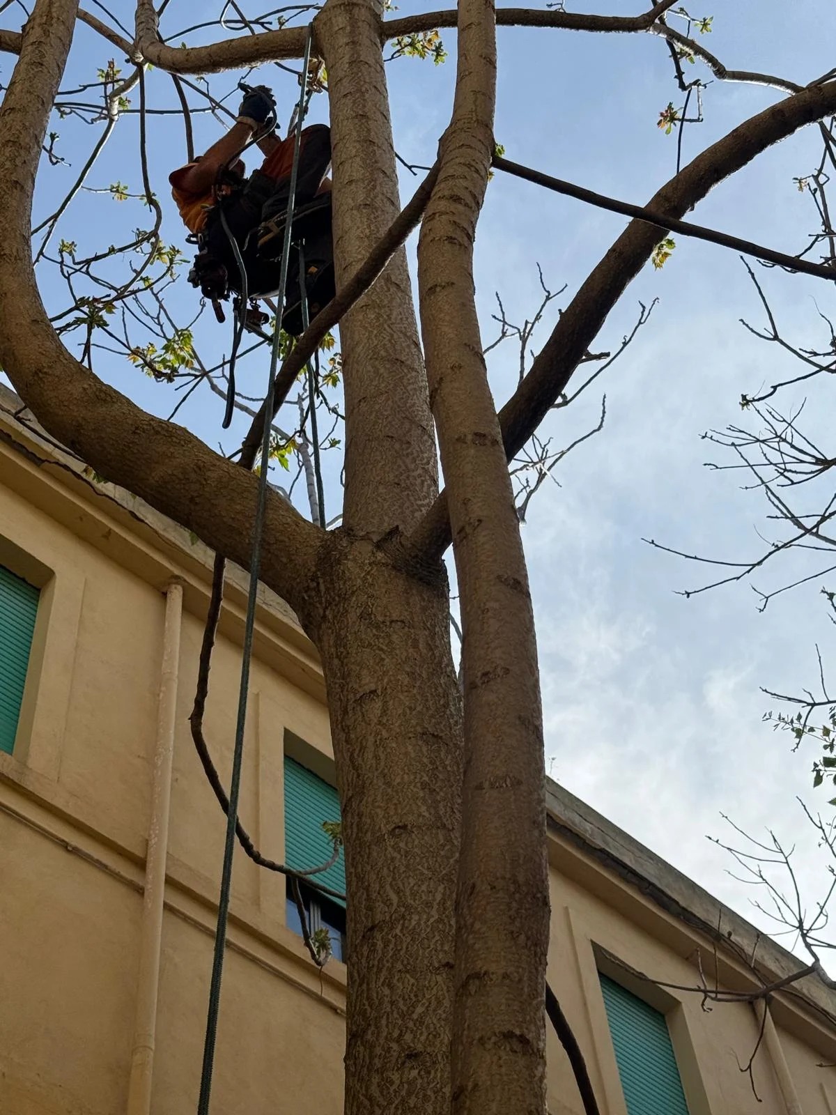 Tree climbing, fotografia 10