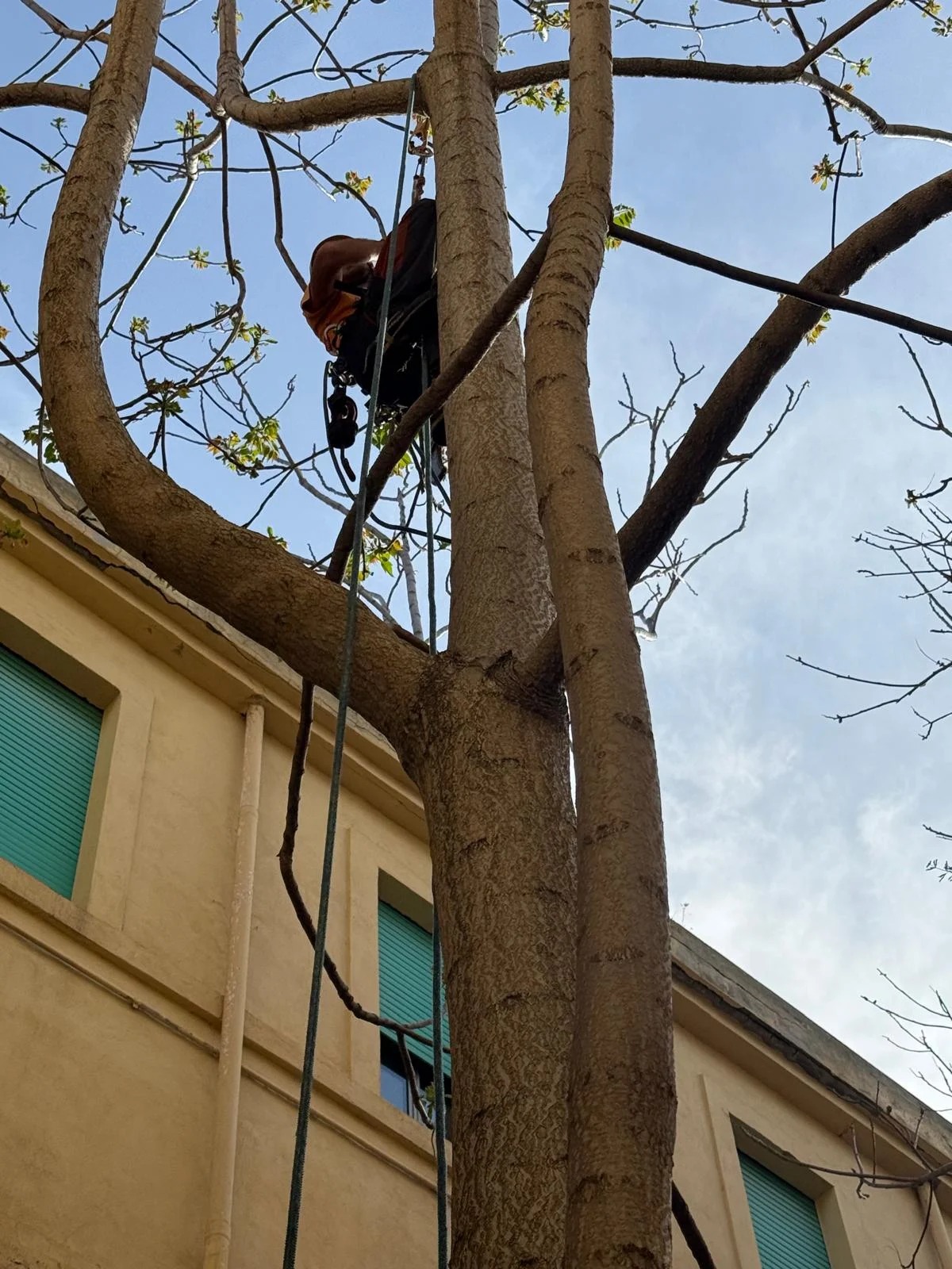 Tree climbing, fotografia 12